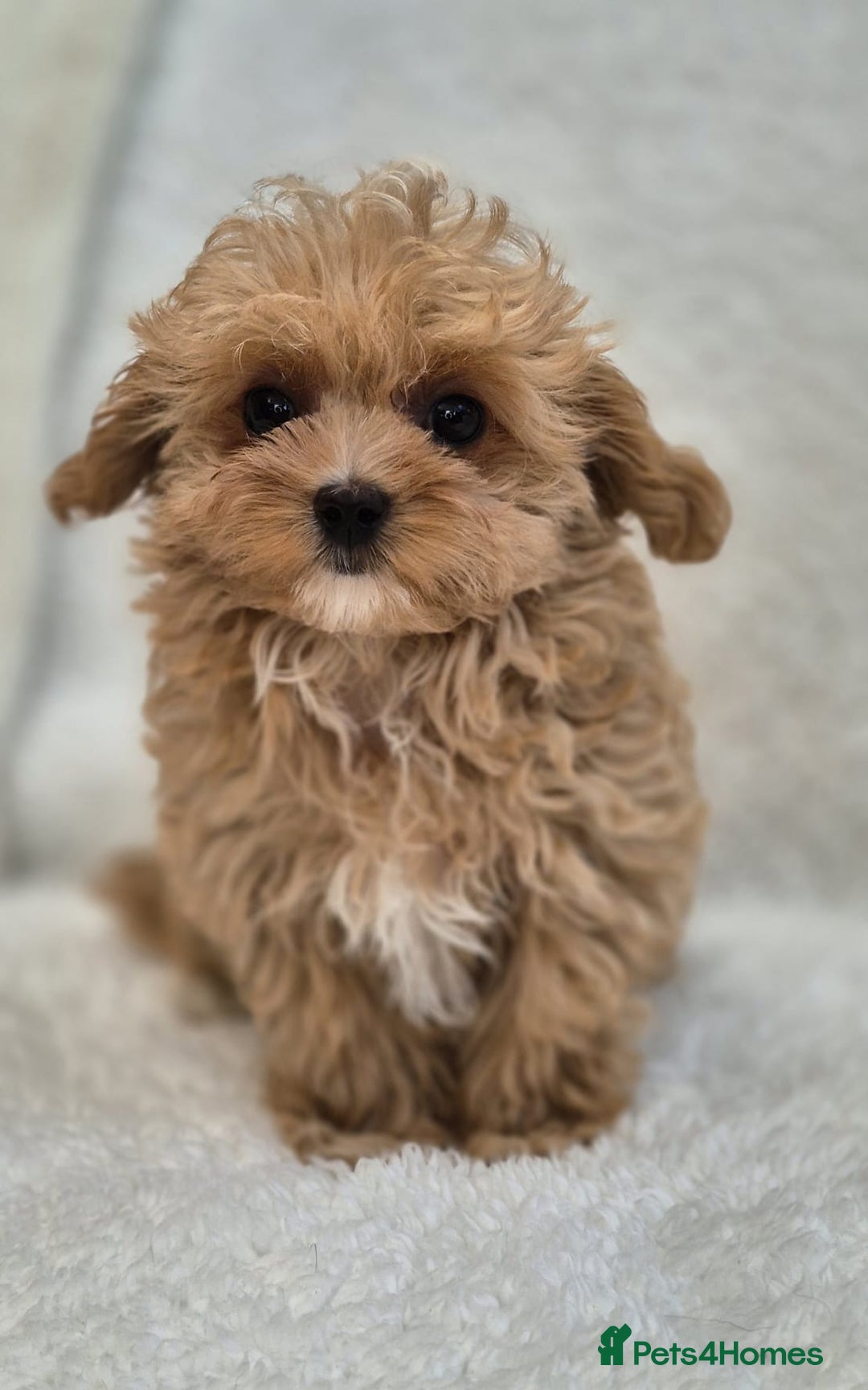Maltipoo dogs for sale: Beautiful Teddy Bear Asian/Korean Maltipoo Puppy - Image 4