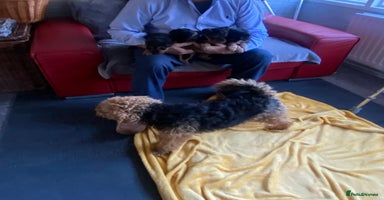 Welsh Terrier dogs Stunning Welsh terrier puppies - Advert 14