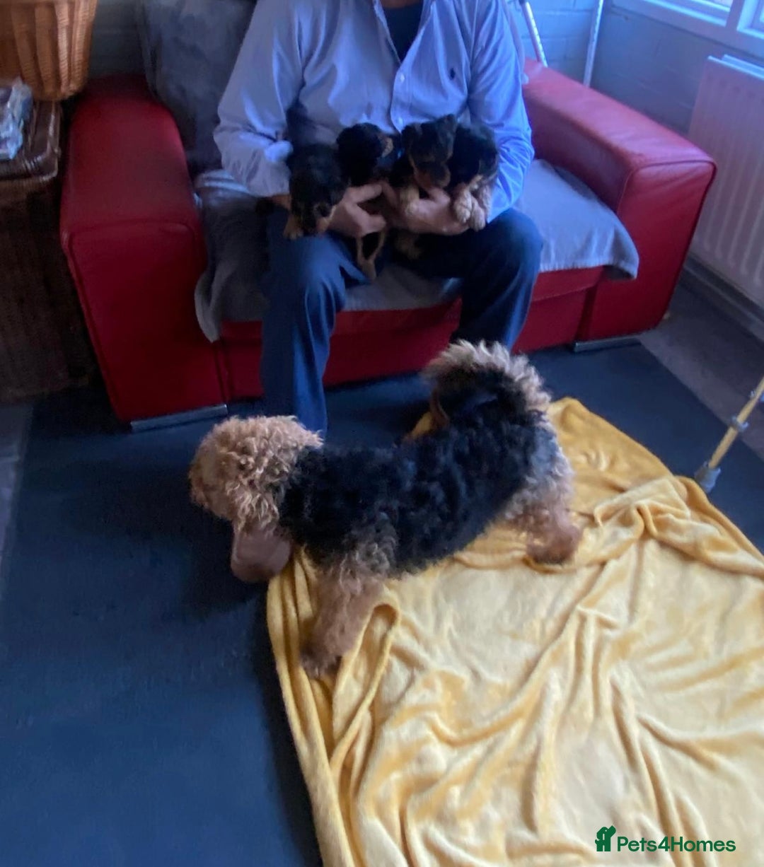 Welsh Terrier dogs for sale: Stunning Welsh terrier puppies - Advert 2