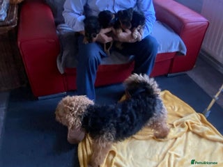 Welsh Terrier dogs Sttunning Welsh terrier pups - Advert 6