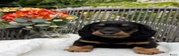 Dachshund dogs for sale: kC Reg, Standard Long Haired Dachshunds  - Advert 3