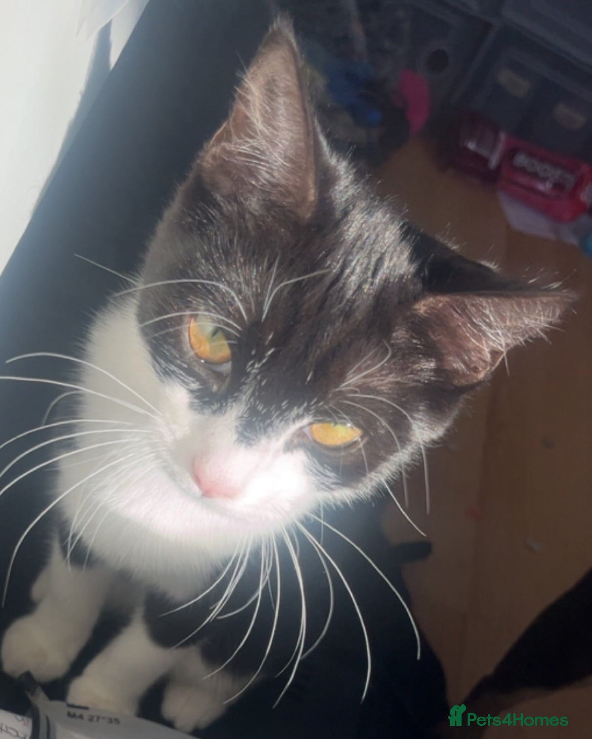 Domestic Shorthair cats Selling cat 6moths old  - Advert 17