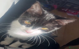 Domestic Shorthair cats for sale: Selling cat 6moths old  - Image 1