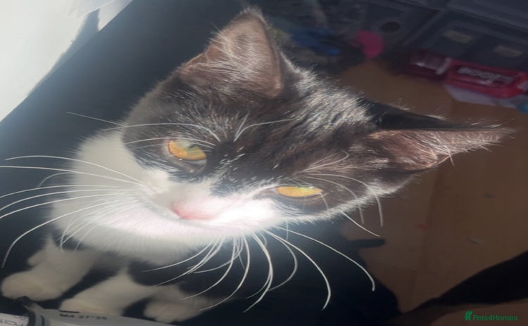 Domestic Shorthair cats - Advert 3