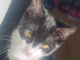 Domestic Shorthair cats Selling cat 6moths old - Advert 11