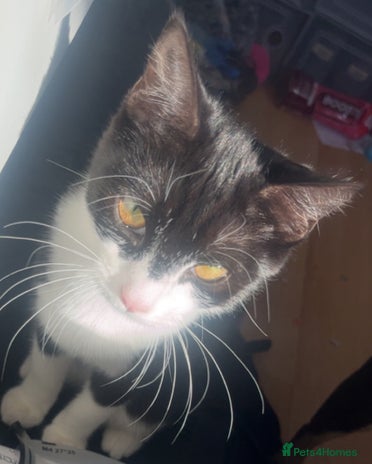 Domestic Shorthair cats - Advert 3