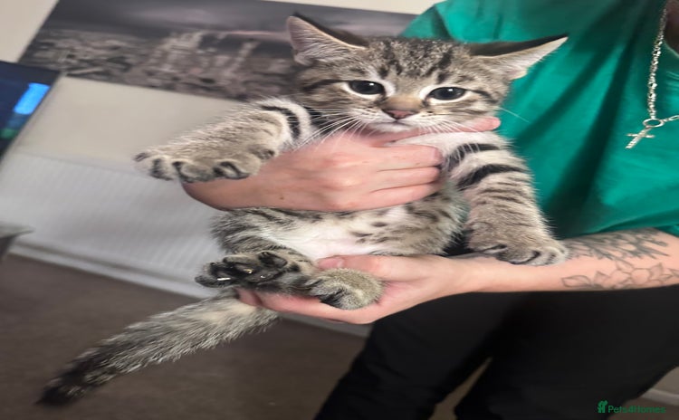 Mixed Breed cats - Advert 1