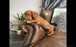 Dachshund dogs for sale: dachshund puppies - Image 8