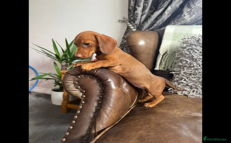 Dachshund dogs - Advert 1