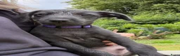 Mixed Breed dogs for sale: Rare small lurchers Beddywhippet x Iggy - Advert 12