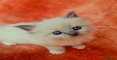 Ragdoll cats - Advert 9