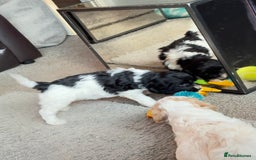 Cockapoo dogs for sale: 2 left! Will you be my forever home? F2 cockapoos  - Image 7