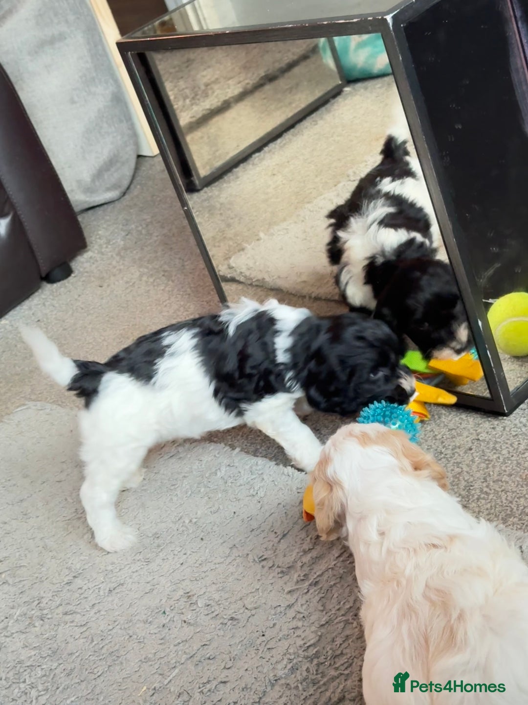 Cockapoo dogs for sale: 2 left! Will you be my forever home? F2 cockapoos  - Image 7