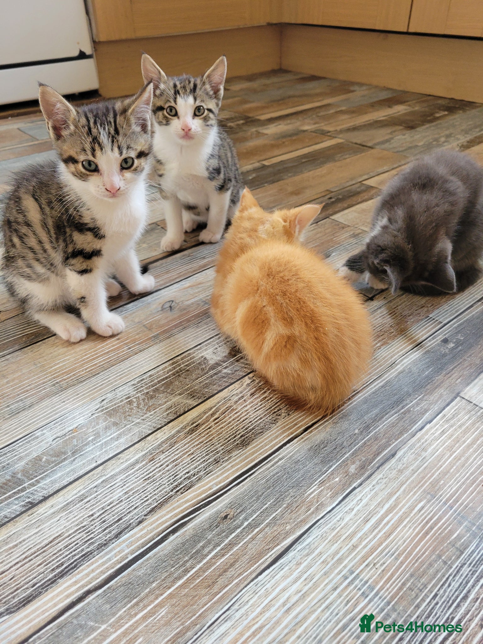 Mixed Breed cats for sale: Very cute kittens - Advert 11