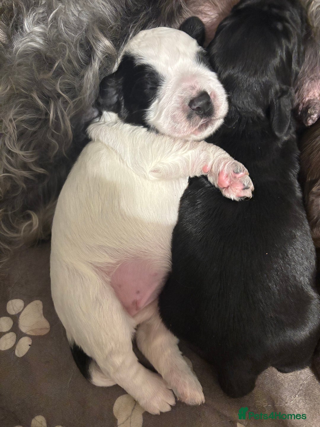 Mixed Breed dogs for sale: Beddy whippet x sprocker for sale  - Advert 2