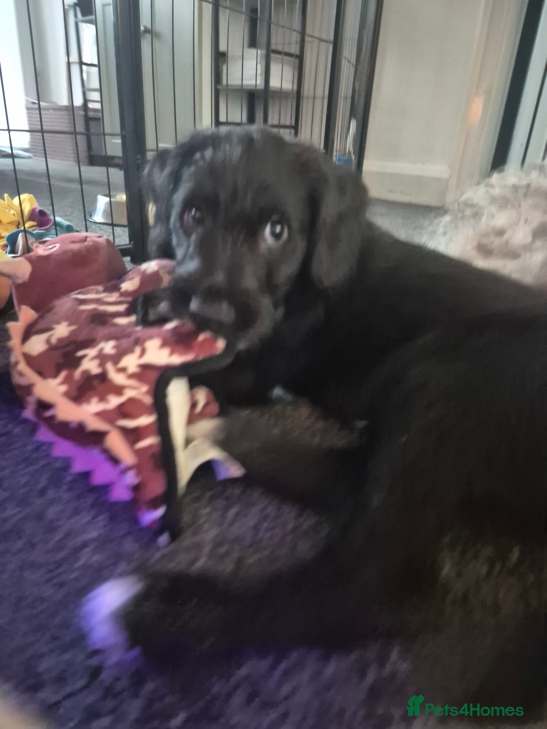 Mixed Breed dogs for sale: Labradoodle lurcher - Advert 6