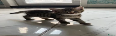 Mixed Breed Kitten 2
