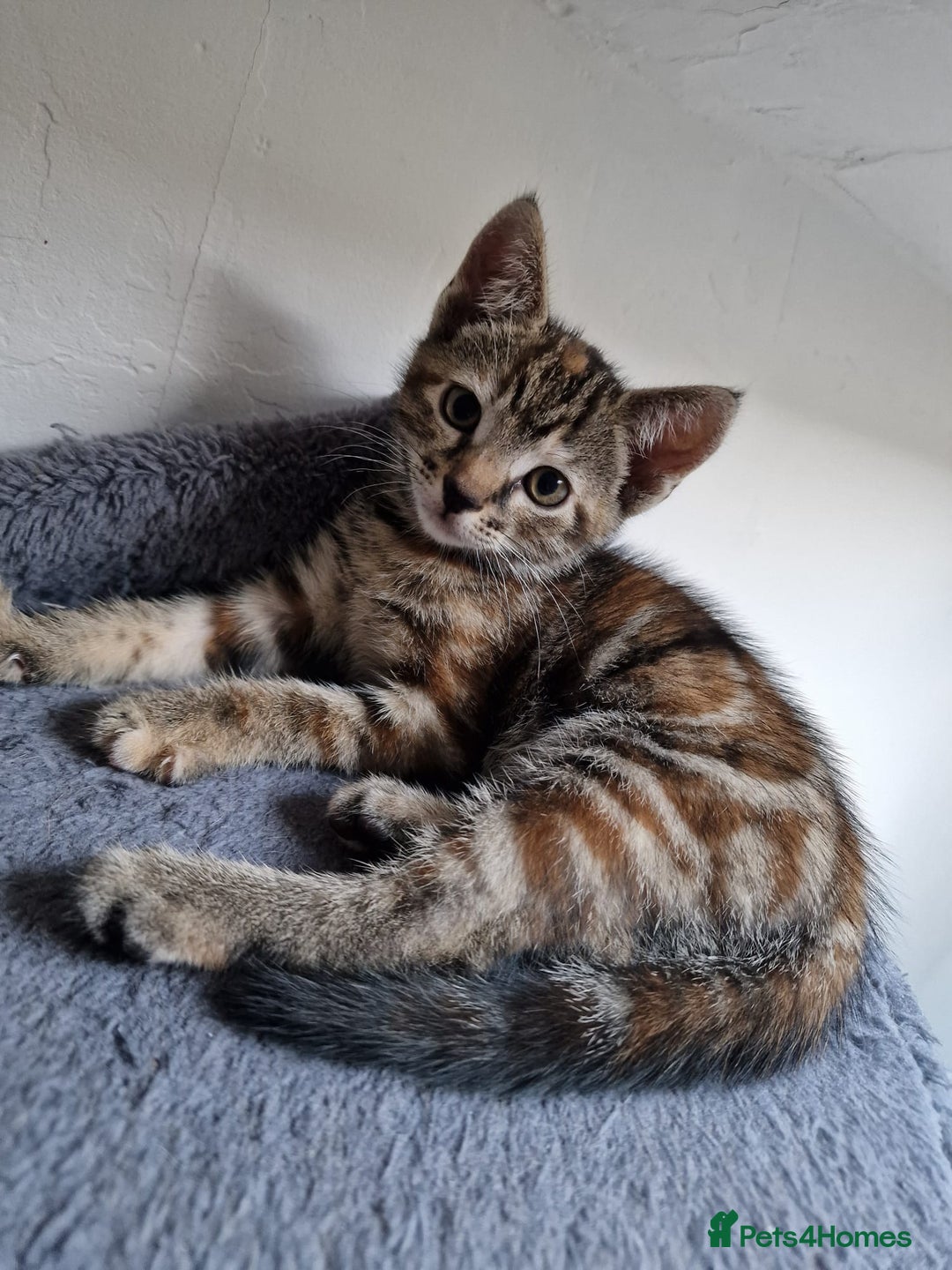 Mixed Breed cats for sale: 2 Ginger Boys, 1 Tabby Girl. Donate to charity - Image 40