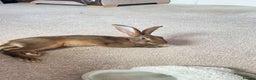 Belgian Hares rabbits for sale: Belgian hare 7 months old - Advert 1