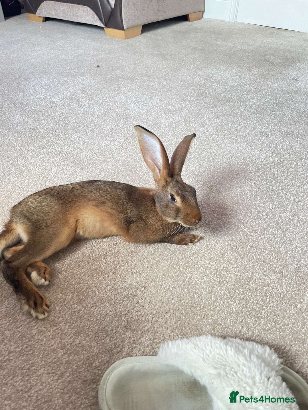 Belgian Hares rabbits for sale: Belgian hare 7 months old - Advert 1