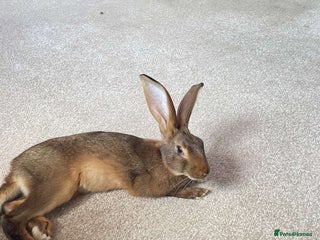 Belgian Hares rabbits Belgian hare 7 months old - Advert 1