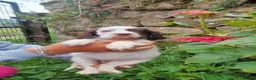 English Setter dogs for adoption: Mara's pups -4x male 4x female English Setter pups - Advert 19