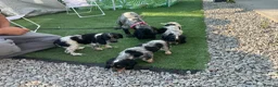 Cockalier dogs for sale: Cockalier puppies forsale - Advert 8