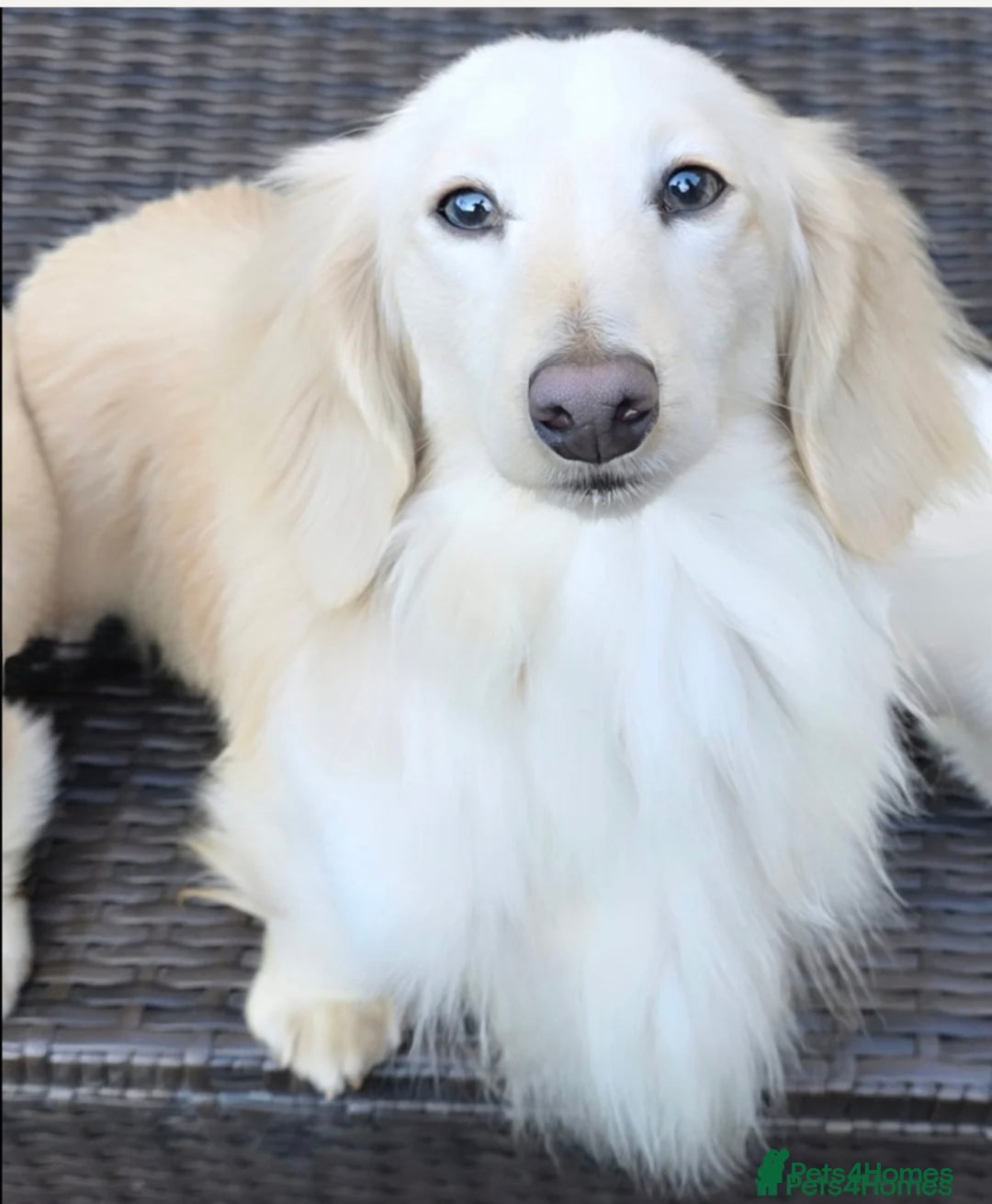 Miniature Dachshund dogs for sale: Miniature Dachshund puppies  - Image 12