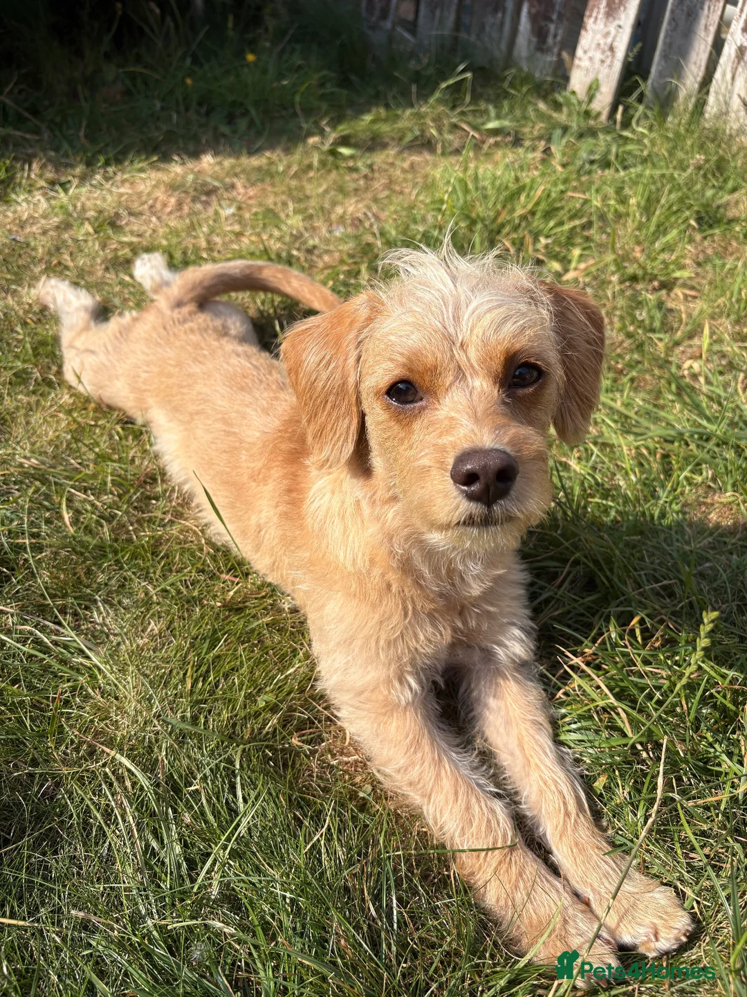 Mixed Breed dogs for sale: Bonnie✨ mixed breed puppy for rehome in Chester - Advert 2