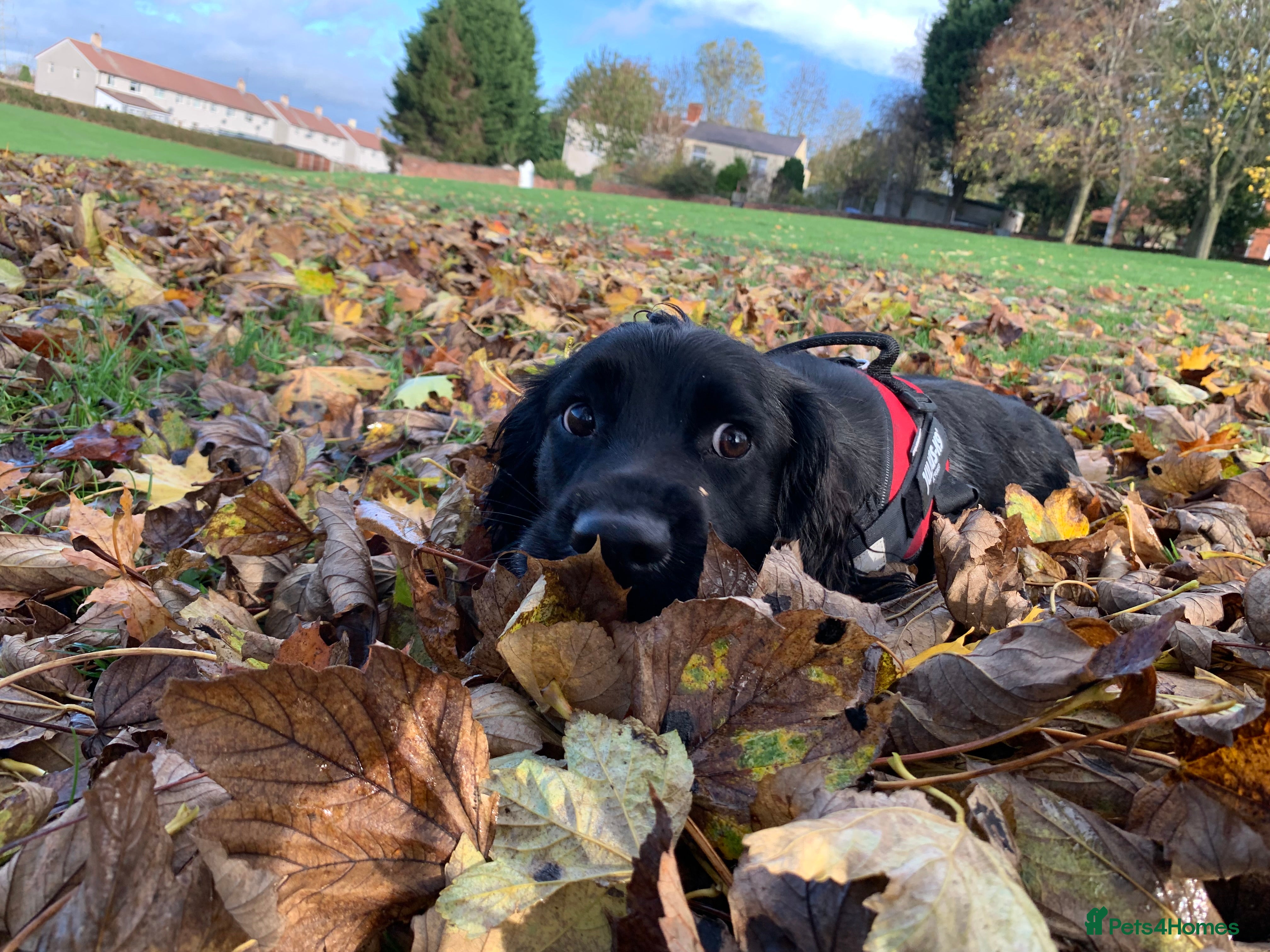 Aggie waggie