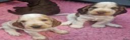 Cocker Spaniel dogs for sale: Gorgeous KC Health Tested Show Pups - Advert 20