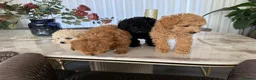 Toy Poodle dogs for sale: Four little gorgeous Toy Poodles - Advert 8