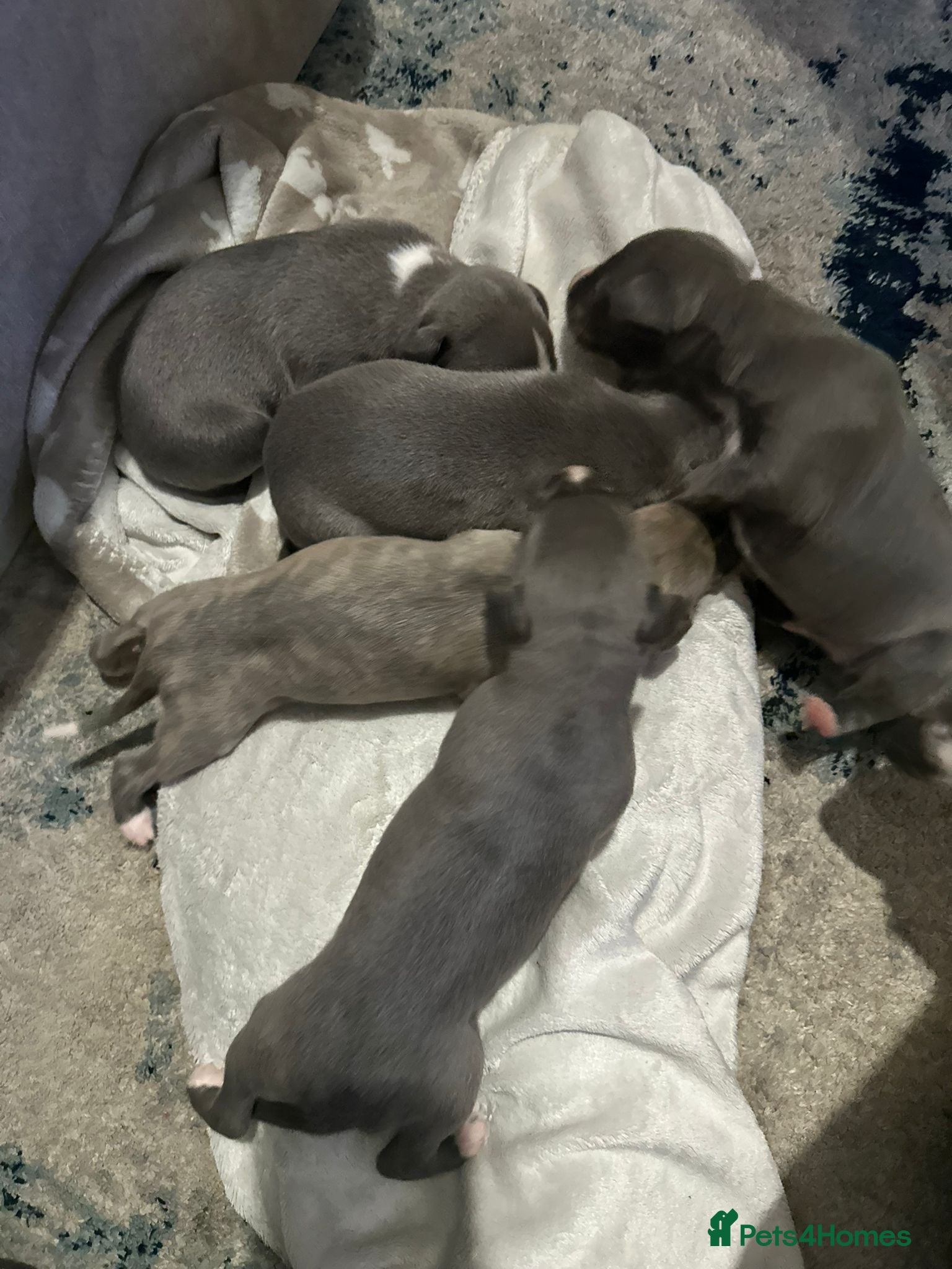 Whippet dogs Whippet Puppies  - Advert 12