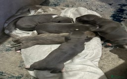 Whippet dogs for sale: Whippet Puppies  - Advert 1