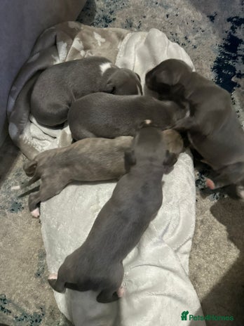 Whippet dogs Whippet Puppies - Advert 1