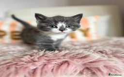 British Shorthair cats for sale: Gorgeous BSH kittens  - Image 19