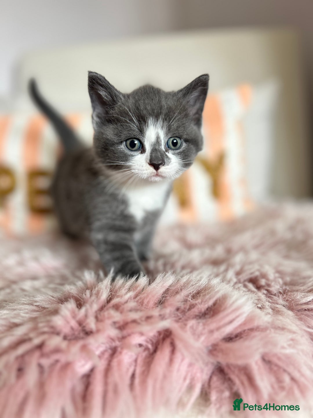 British Shorthair cats for sale: Gorgeous BSH kittens  - Image 19
