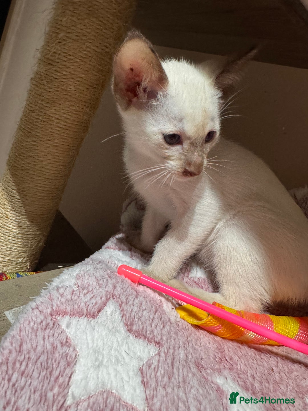 Siamese cats for sale: 4 adorable lilac and chocolate point Siamese  - Advert 5