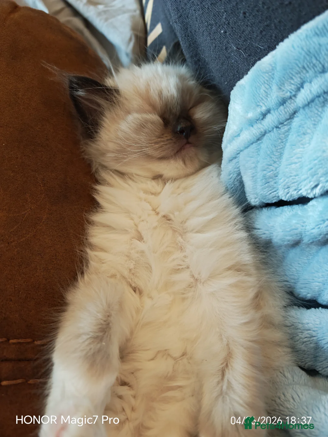 Mixed Breed cats for sale: Ragdoll x persian in Lancaster - Advert 2