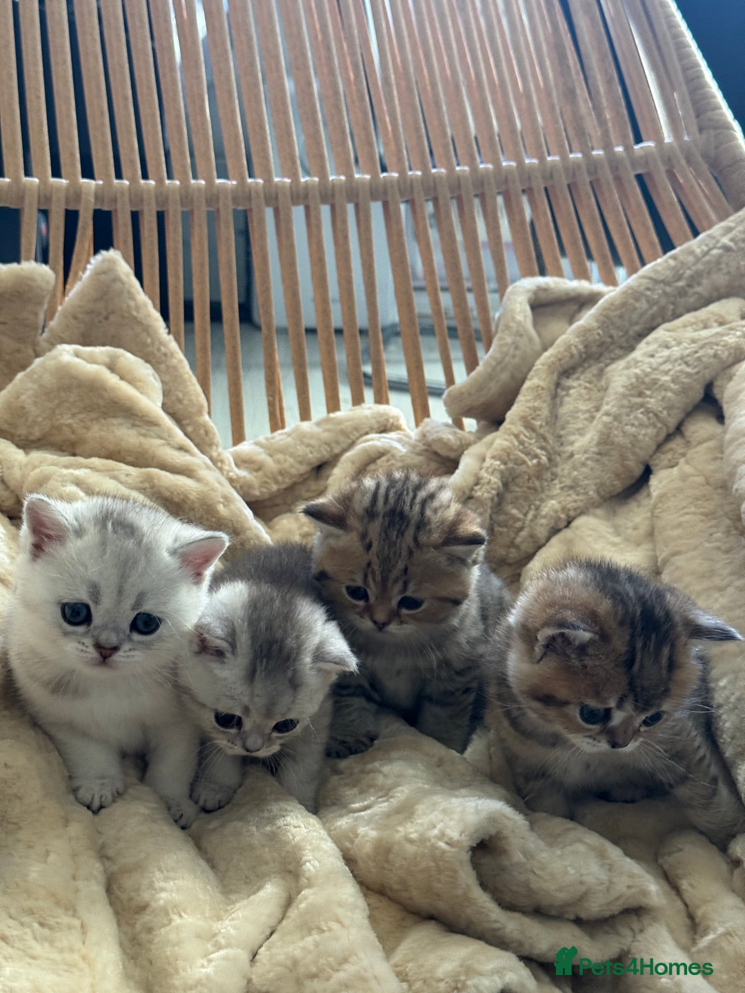 British Shorthair cats for sale: 2 Outstanding BSHLitter Chinchilla &Classic Lines) - Advert 3