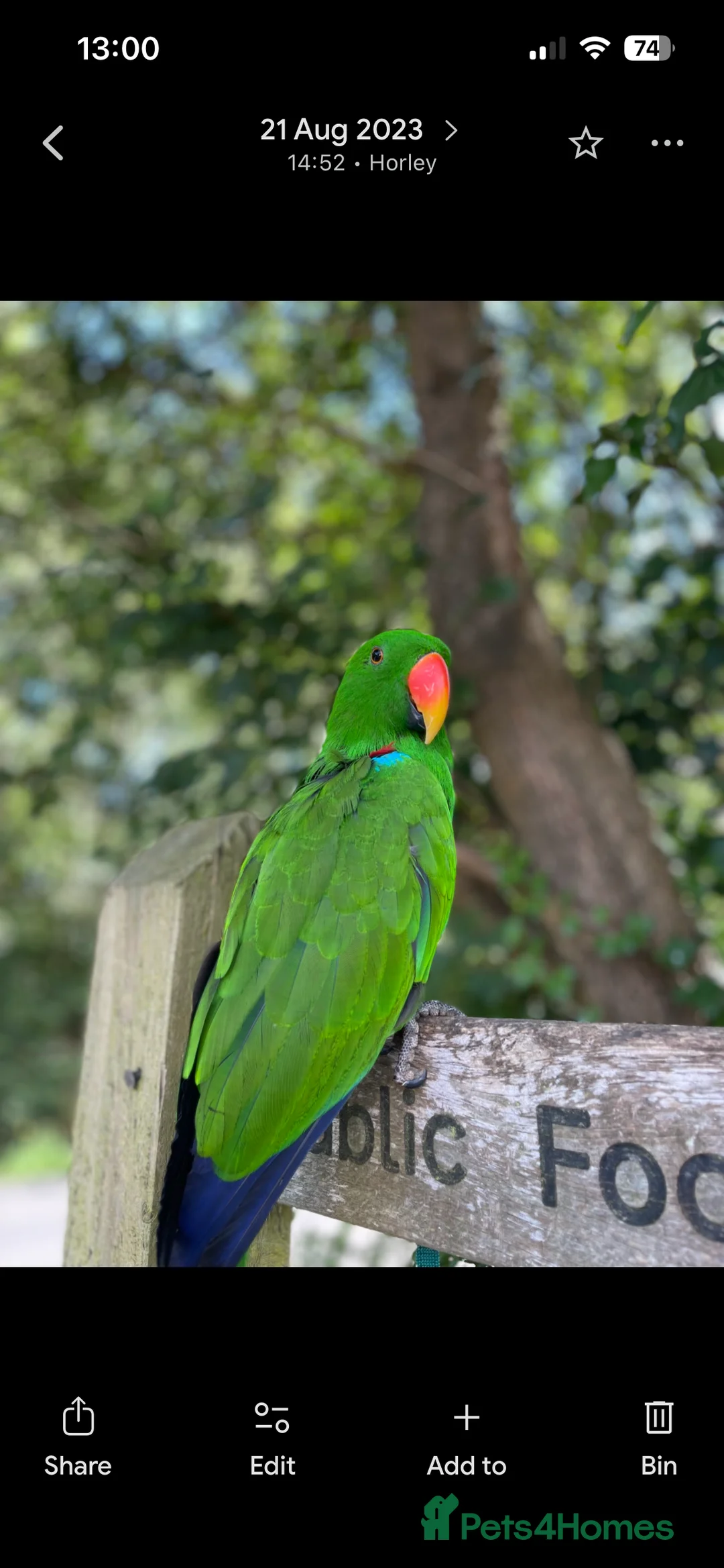 Parrots birds for sale: Silly tame, healthy Eclectus boy - Advert 10