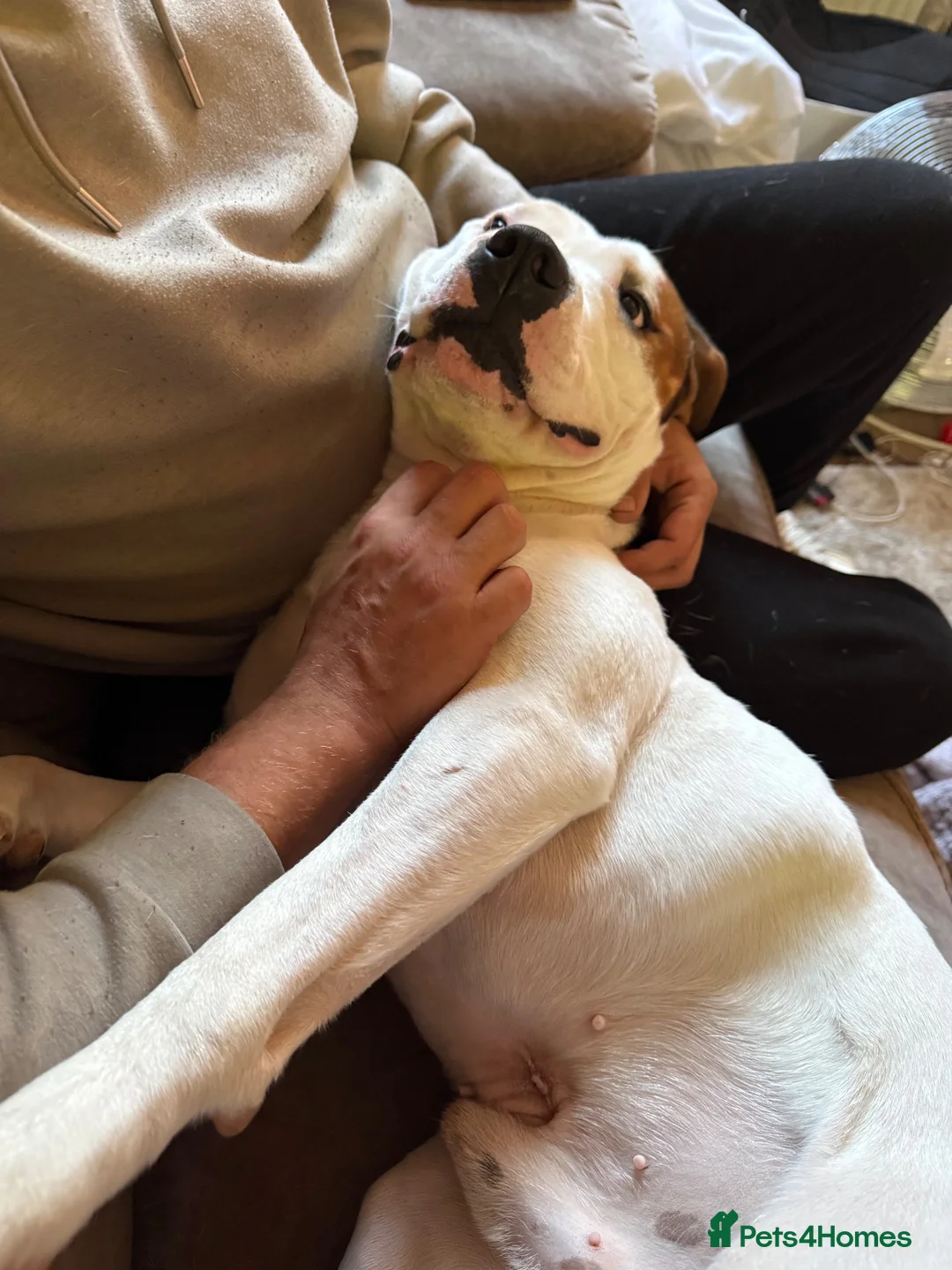 Staffordshire Bull Terrier dogs for sale: Leo.  in Northampton - Advert 4