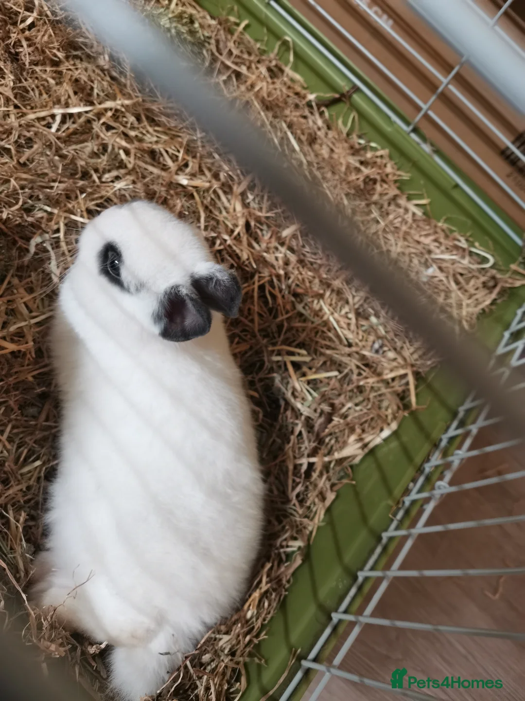 Netherland Dwarf rabbits for sale: Netherland Dwarf Rabbit  - Advert 2