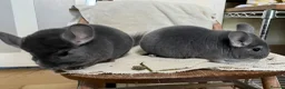 Chinchilla rodents for sale: Male and female violet wrap and grey chinchillas - Advert 4