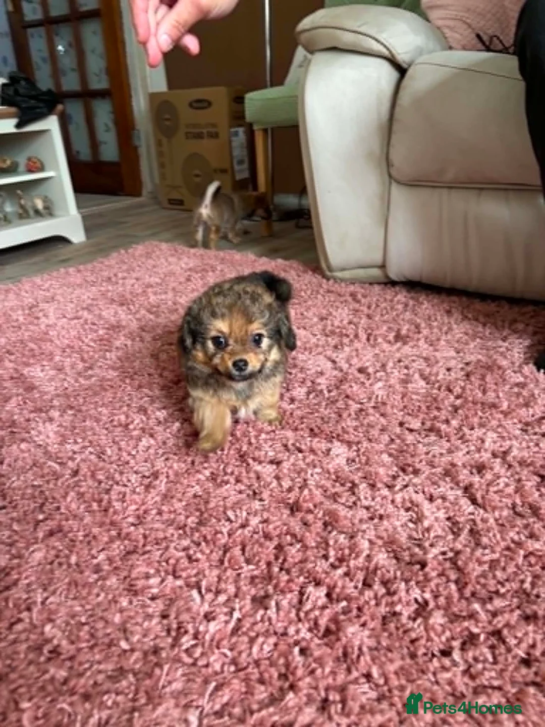 Chipoo dogs for sale: Beautiful Chipoo Girls. Looking for 100% Homes. - Advert 12