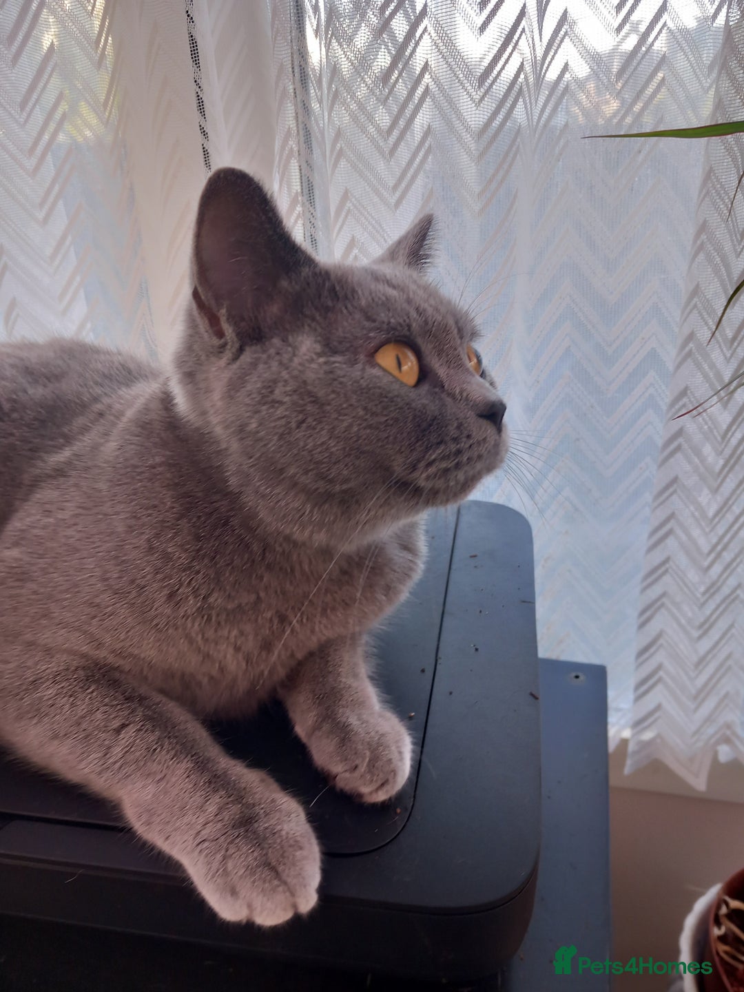 British Shorthair cats for sale: British short hair blue girl - Image 4
