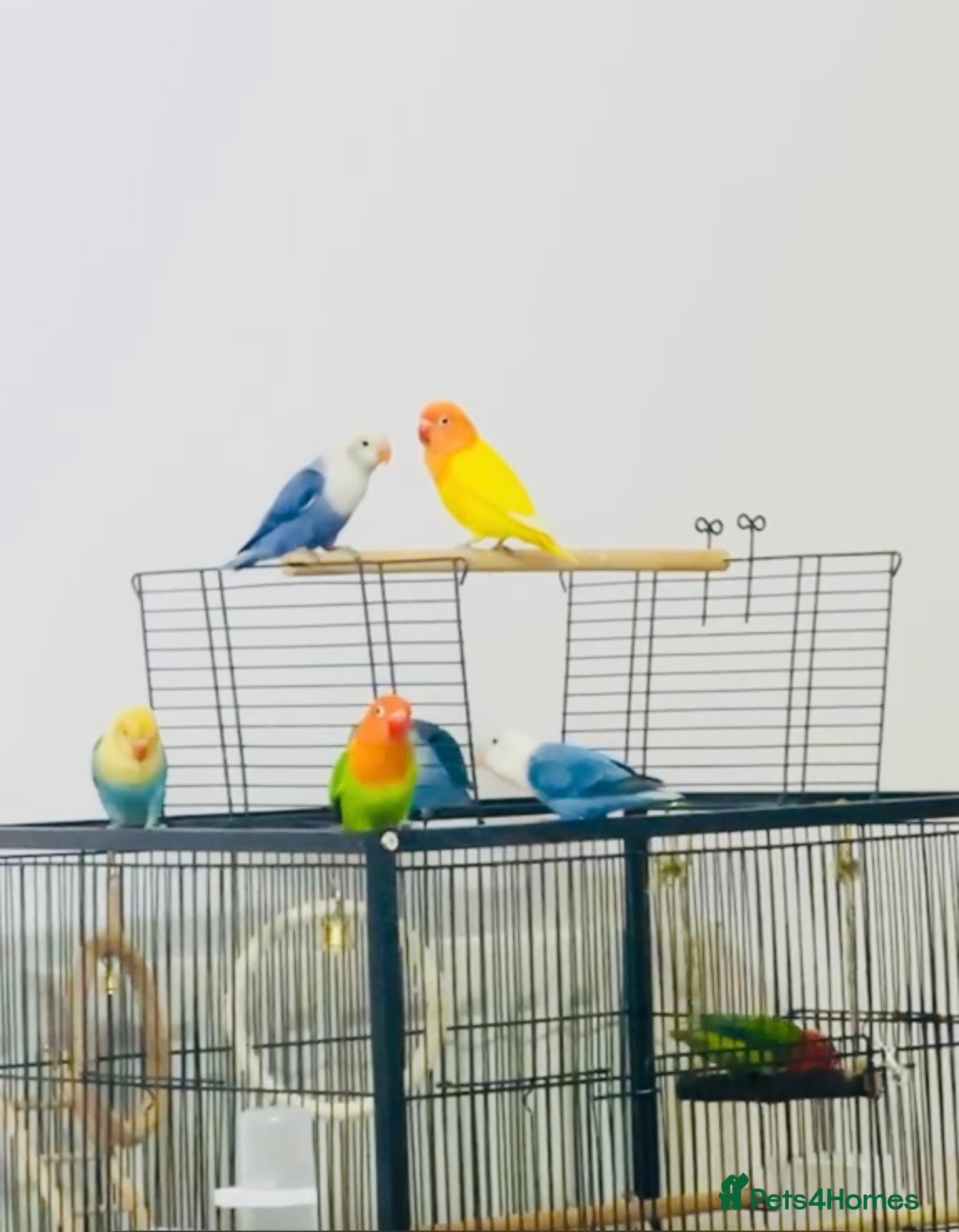 Lovebirds birds Lovebirds - Advert 2