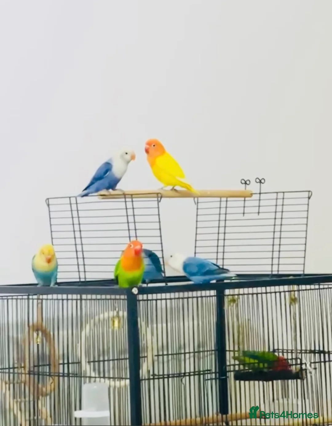 Lovebirds birds for sale: Lovebirds - Advert 1