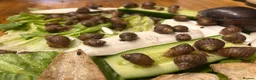 Snails invertebrates for sale: Giant African Land snails - Advert 2