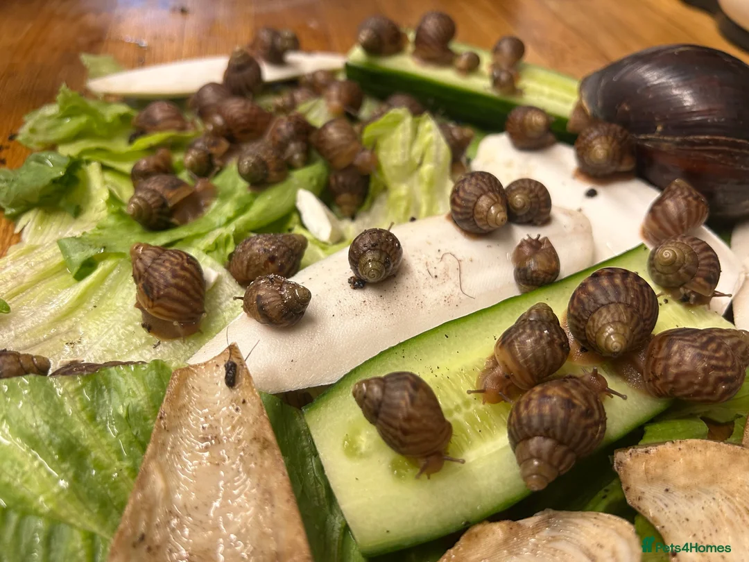 Snails invertebrates for sale: Giant African Land snails - Advert 2